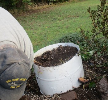 Half barrels to grow sweet pototoes