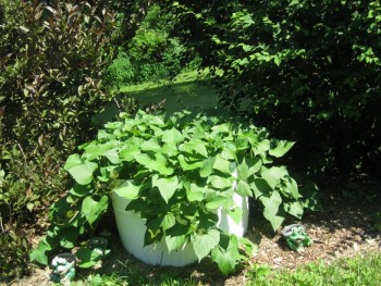 Sweet Potatoes in July growing in barrels
