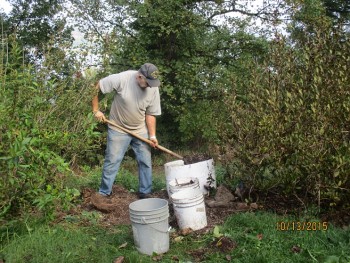 Sweet potatoes digging up