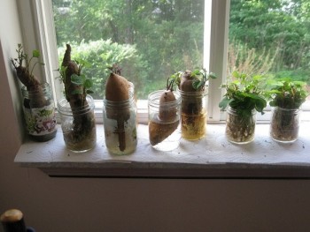 Sweet potatoes growing on window sill