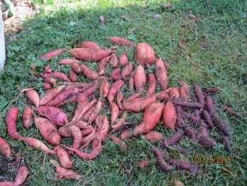 Sweet potatoes lying grass 2