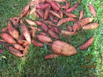 Sweet potatoes lying in grass