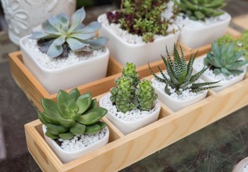 Miniature succulent plants
