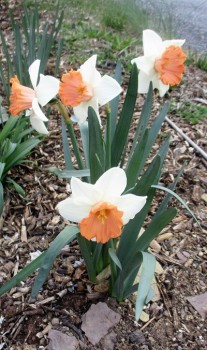 Organic Spring flowers - daffolids