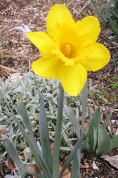 Organic spring flowers - daffolids