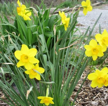 Minature yellow daffoilds - organically grown