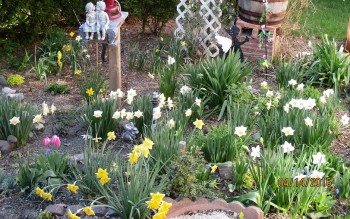 Spring garden Organic Grown