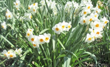 Organic spring flowers - mini daffolids