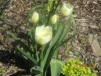 Organic White tulips