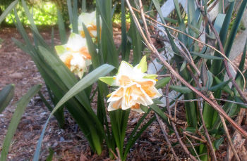 Organic Double Peach Daffolids
