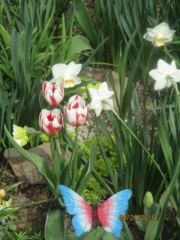 Spring garden Tulips mixture - organic grown