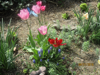 Organic Spring Tulips