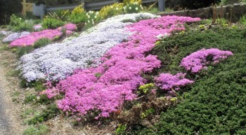 Organic sping phlox