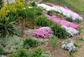 Organic spring flowers - Phlox
