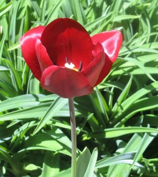 Organic spring flower - Rudy red tulip