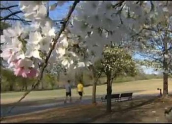 Natural Springtime allergies relief