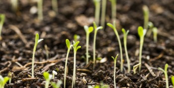 Starting and prepping your garden for springing