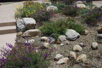Native xeriscaping - green updates landscaping