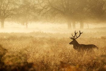 Wild game-Eat what you kill