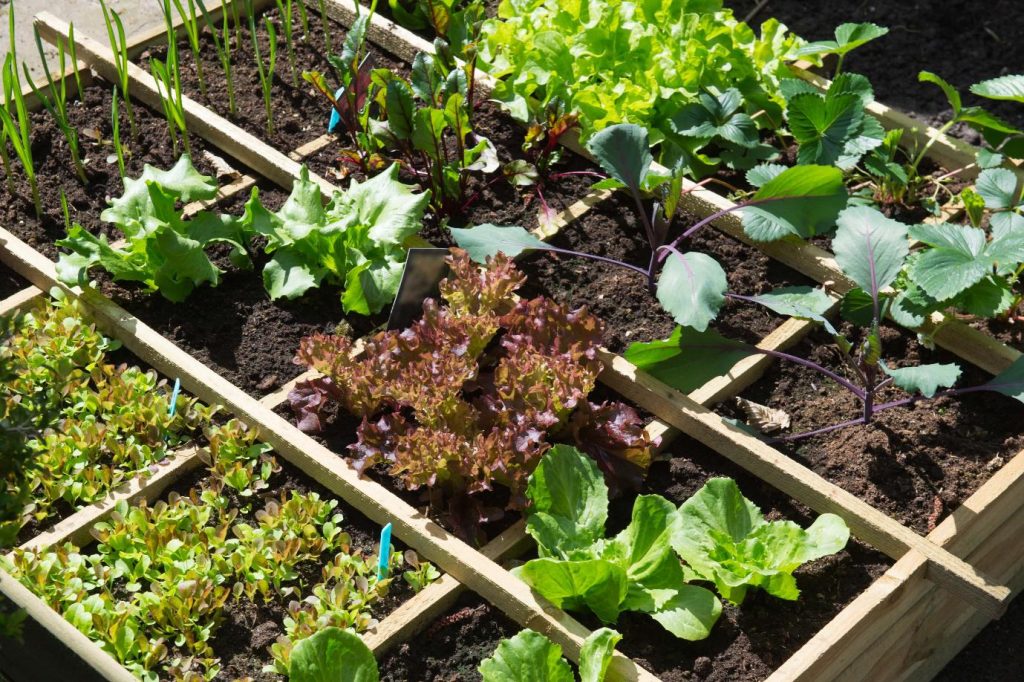Designing your own organic garden