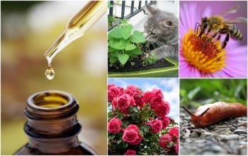 Ways-To-Use-Essential-Oils-In-The-Garden