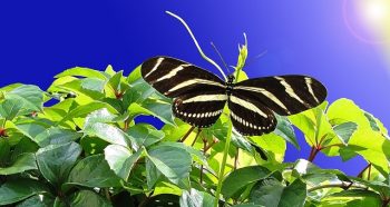 Control pest naturally - Butterfly in your garden