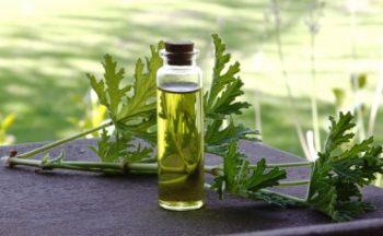 Essential oil use