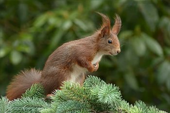 Pest in your garden -squirrel