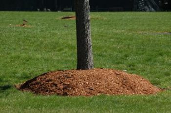 Greener yard on a budget -use mulch