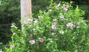 Rose of Sharon Bushes