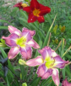 Organic Day-Lilies