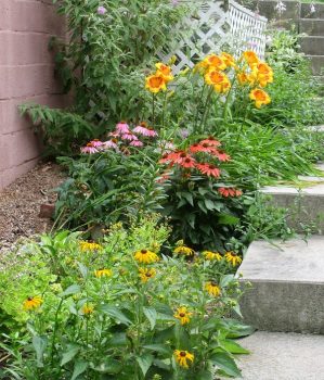 Black-Eyed Susan's, Day-Lilies, Coneflowers