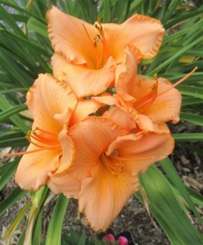 Double Melon colored Day-Lily