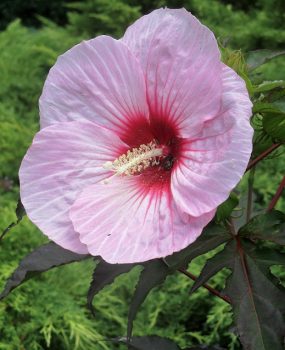 Pink Hibiscus
