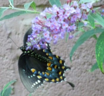 Butterfly on Dwarf Butterfly bush