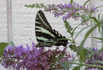 Black & White Striped Butterfly
