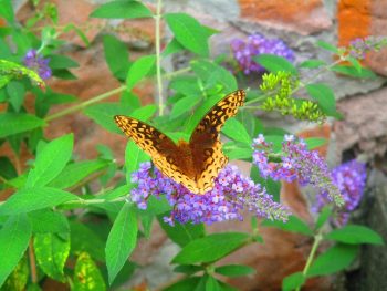 Brown & Yellow Butterfly
