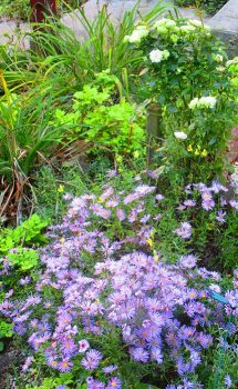 Purple Aster's & Miniature Mint Roses