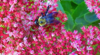 Bumble bee on tall Sedum