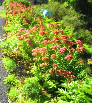 Tall Sedum & Zinnia plants