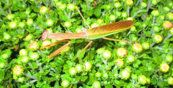 Praying mantis on Mums
