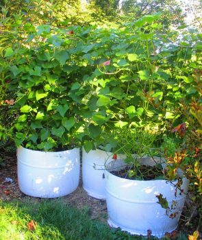 Sweet potato plants growing vertically