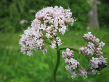 Valerina-flowers for a healthy lfiestyle