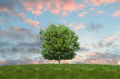 Living green -- nature-sky-twilight-grass