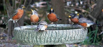 Attract birds your backyard