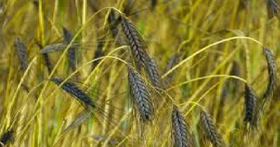 emmer grain