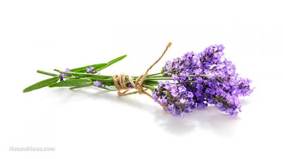Lavender-Flowers
