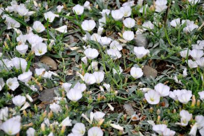 bindweed