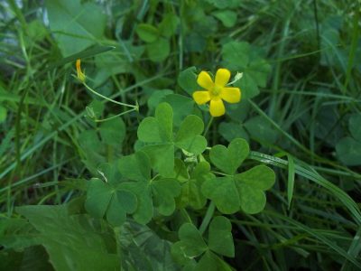 clover