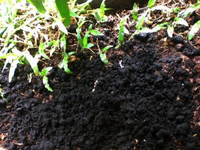 coffee grounds in the garden
